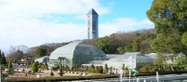 Shabani vive no zoo de Higashiyama desde 2007. Shabani vive no zoo de Higashiyama desde 2007.