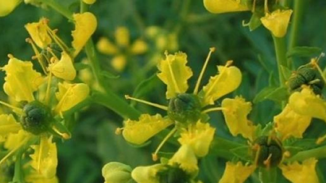 La Ruta graveolens contro il glioblastoma, studio