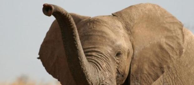 Les éléphants sont passés de 100 000 à 40 000. Les éléphants sont passés de 100 000 à 40 000.
