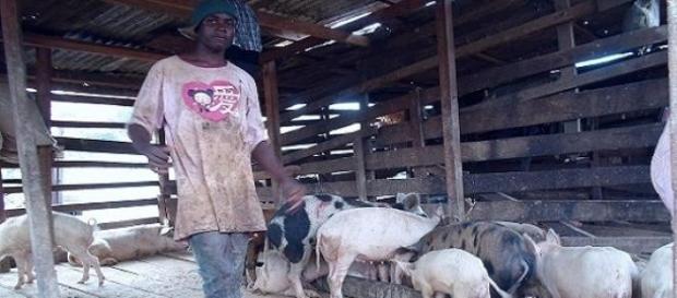 Un éleveur de porcs dans le Nord-Cameroun Un éleveur de porcs dans le Nord-Cameroun