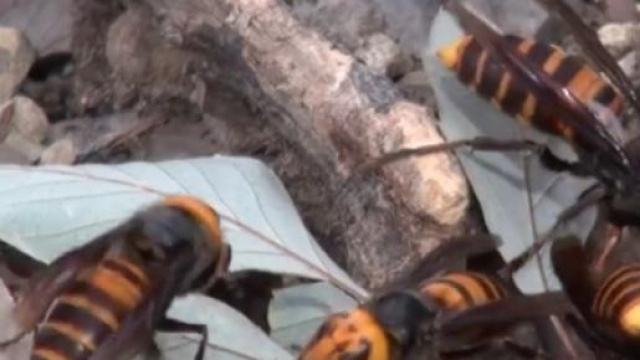 Il calabrone gigante asiatico (o vespa mandarinia)