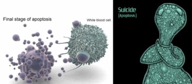 Registran la muerte de una célula humana Registran la muerte de una célula humana