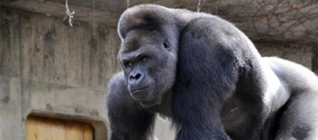 Shabani tem agora 18 anos e está no seu auge Shabani tem agora 18 anos e está no seu auge