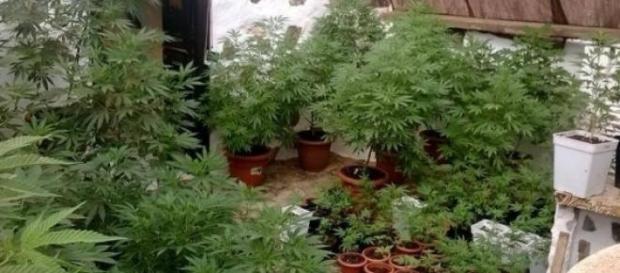 Alcune piante di marijuana Alcune piante di marijuana