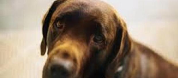 L'expression d'un chien ne trompe pas ! L'expression d'un chien ne trompe pas !