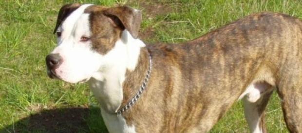 un pitbull, cane che a volte aggredisce gli umani un pitbull, cane che a volte aggredisce gli umani