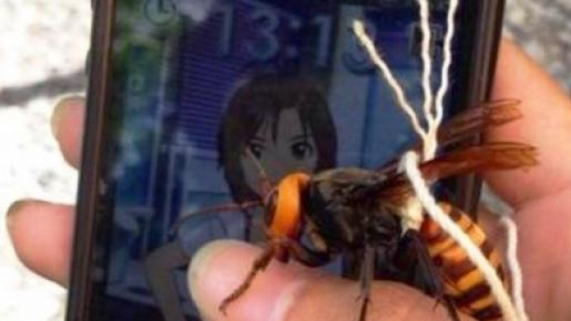 L'enorme vespa mandarinia, il calabrone killer