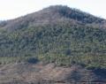Una ley de bosques a prueba de tala
