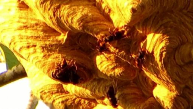 Primo caso in Italia di "vespa killer"