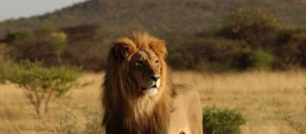 Leonessa stronca una vita durante il safari Leonessa stronca una vita durante il safari