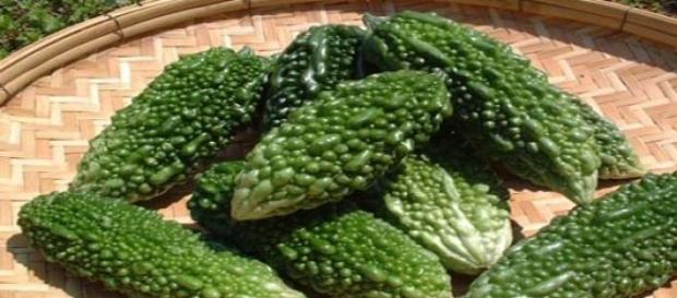 Bitter melon can cure cancer and treat diabetes Bitter melon can cure cancer and treat diabetes
