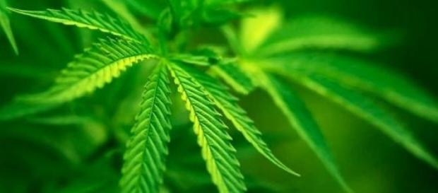 Investigan la relación entre diabetes y cannabis Investigan la relación entre diabetes y cannabis