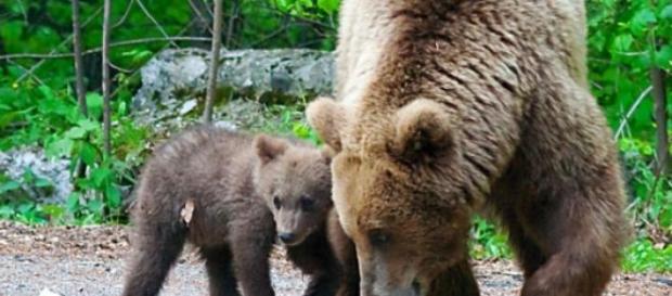 Urşii terorizează locuitorii din Băile Tuşnad Urşii terorizează locuitorii din Băile Tuşnad