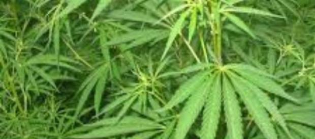 Czy wkrótce marihuana będzie w Polsce legalna? Czy wkrótce marihuana będzie w Polsce legalna?