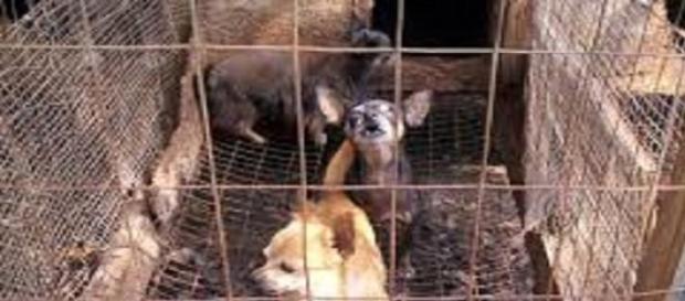 Miles de perros esperan su muerte en China Miles de perros esperan su muerte en China