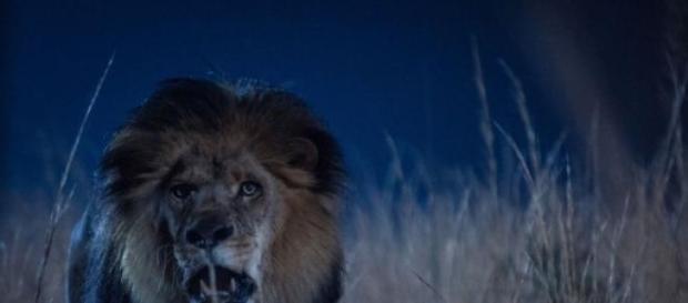 James Pattersons' 'Zoo' Tuesday at 9/8c on CBS James Pattersons' 'Zoo' Tuesday at 9/8c on CBS