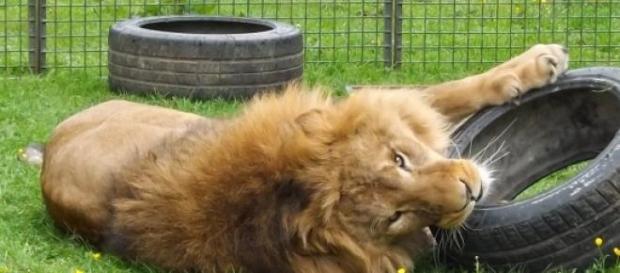 Tsavo, one of Thomas Chipperfield's lions. Tsavo, one of Thomas Chipperfield's lions.