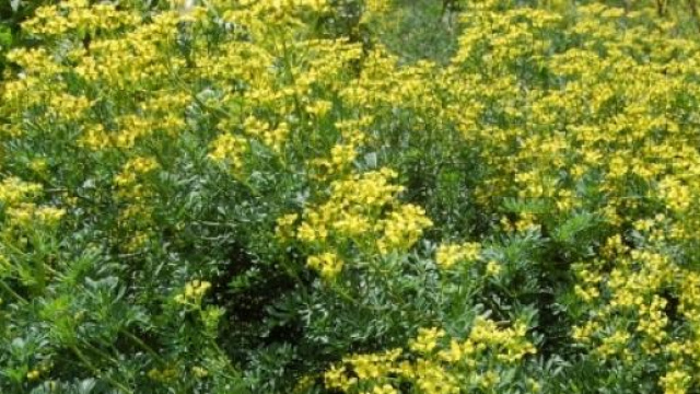 La pianta che pu&ograve; uccidere il tumore al cervello