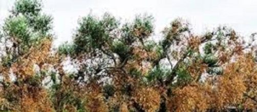 I danni provocati dalla xylella sugli ulivi
