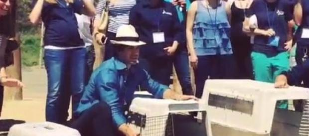 Ian Somerhalder rettet Pelikane in Kalifornien Ian Somerhalder rettet Pelikane in Kalifornien