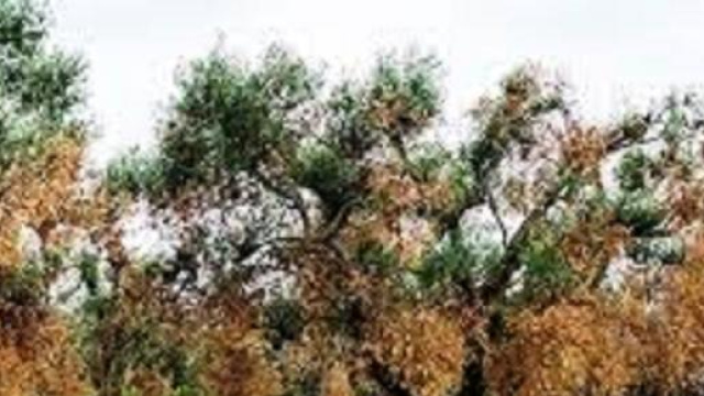 I danni provocati dalla xylella sugli ulivi