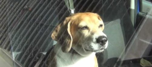 Cane abbandonato in auto, salvato da carabiniere