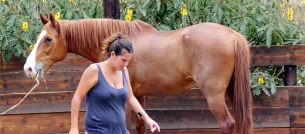 Al caballo nos acercamos sin levantar las manos Al caballo nos acercamos sin levantar las manos