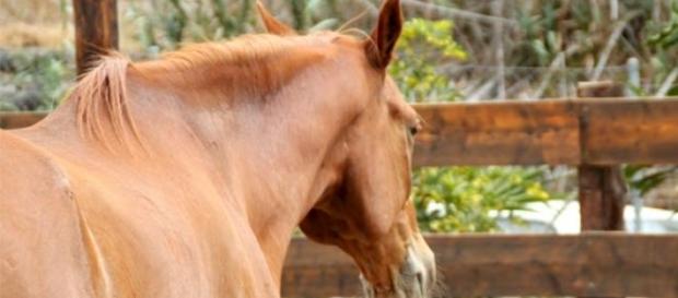 Caballos, buenos aliados de los niños Caballos, buenos aliados de los niños