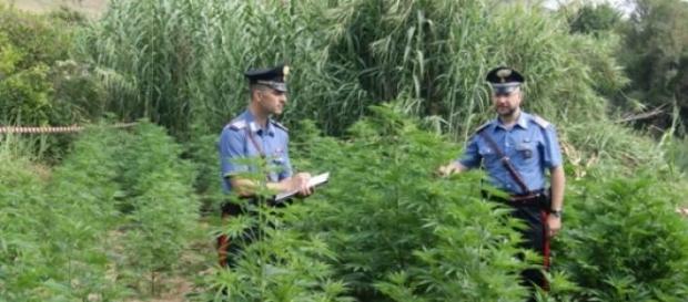 Piantagione di marijuana in un terreno del demanio Piantagione di marijuana in un terreno del demanio