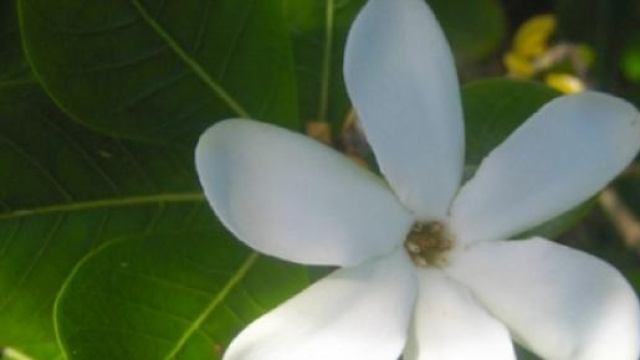 Il profumatissimo fiore di tiaré.