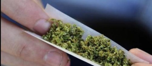 Renzi da al via alla legalizzazione della cannabis