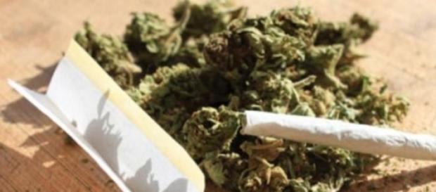 Cannabis: sarà possibile coltivarla in casa Cannabis: sarà possibile coltivarla in casa