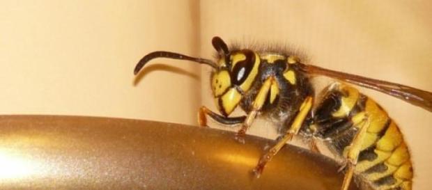 Unliebsame Tischgenossen - Wespen im Sommer Unliebsame Tischgenossen - Wespen im Sommer