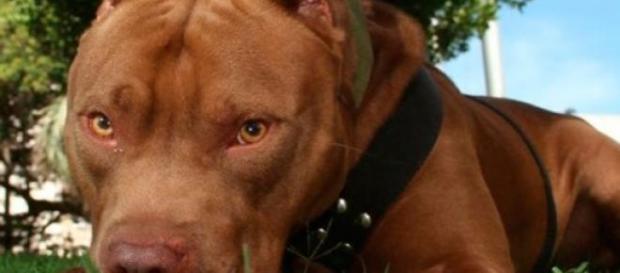 El pitbull es considerado una raza peligrosa El pitbull es considerado una raza peligrosa