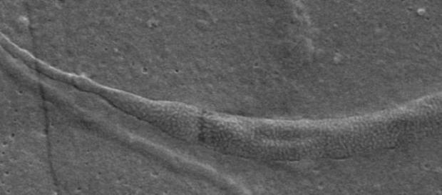 Imagen de la esperma en el microscopio electrónico Imagen de la esperma en el microscopio electrónico