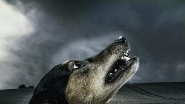  Abbandono animali estate 2015: una vera piaga