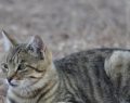 Mendoza: robaron dos gatos monteses en el Zoológico Provincial