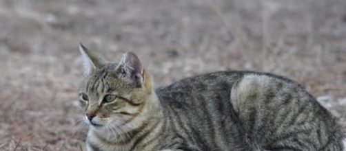 Los gatos montés y doméstico tienen gran similitud