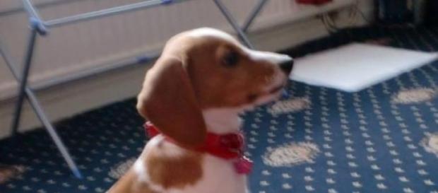 Beagles are pets, not test subjects Beagles are pets, not test subjects