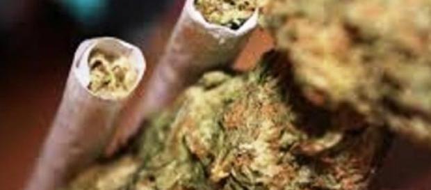 Legalizacja posiadania marihuany na własny użytek Legalizacja posiadania marihuany na własny użytek