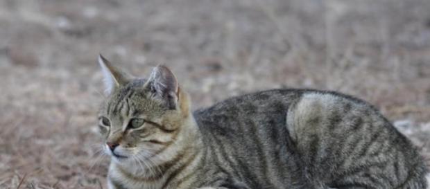 Los gatos montés y doméstico tienen gran similitud Los gatos montés y doméstico tienen gran similitud