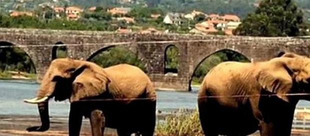 Elefantes foram a banhos no rio Lima Elefantes foram a banhos no rio Lima