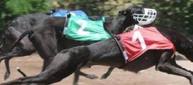 Los galgos son explotados hasta la muerte Los galgos son explotados hasta la muerte