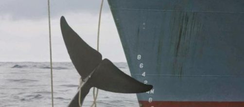 Islanda riapre caccia alle balene