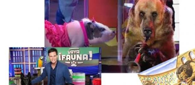 Vaya Fauna, programa que roza el maltrato animal Vaya Fauna, programa que roza el maltrato animal