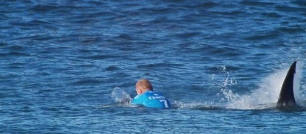 The moment Fanning gets attacked by the shark The moment Fanning gets attacked by the shark