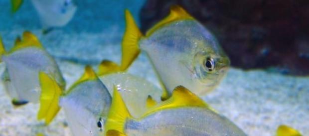 La conservación de la biodiversidad, una prioridad La conservación de la biodiversidad, una prioridad