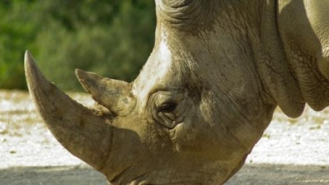Corni artificiali per salvare i rinoceronti