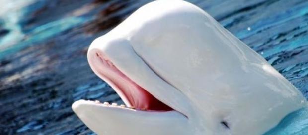 Un esemplare del simpatico Beluga. Un esemplare del simpatico Beluga.