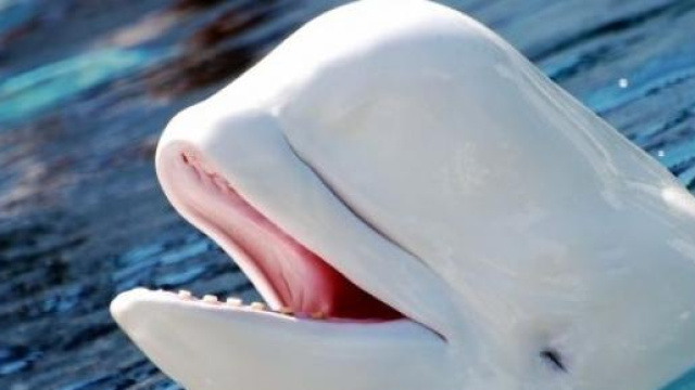 Un esemplare del simpatico Beluga.